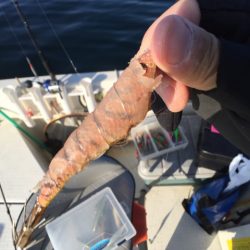 「LaGooN」蒼陽丸 日和号 釣果