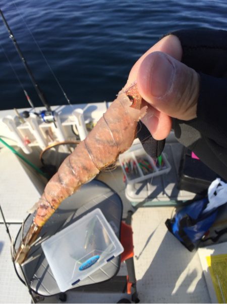 「LaGooN」蒼陽丸 日和号 釣果