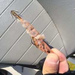 「LaGooN」蒼陽丸 日和号 釣果