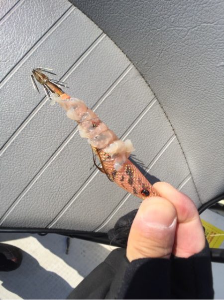 「LaGooN」蒼陽丸 日和号 釣果