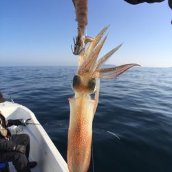 「LaGooN」蒼陽丸 日和号 釣果