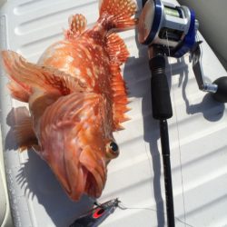 「LaGooN」蒼陽丸 日和号 釣果