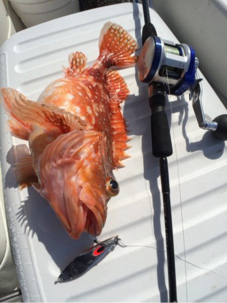 「LaGooN」蒼陽丸 日和号 釣果