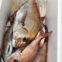 第二八坂丸 釣果