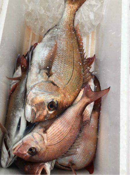 第二八坂丸 釣果