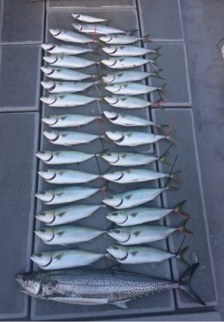 SeaRide(シーライド) 釣果