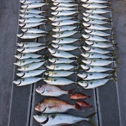 SeaRide(シーライド) 釣果