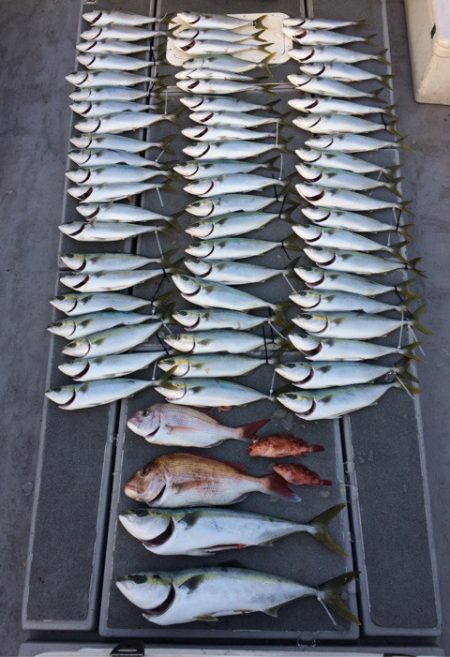 SeaRide(シーライド) 釣果