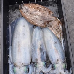 渡船屋たにぐち 釣果