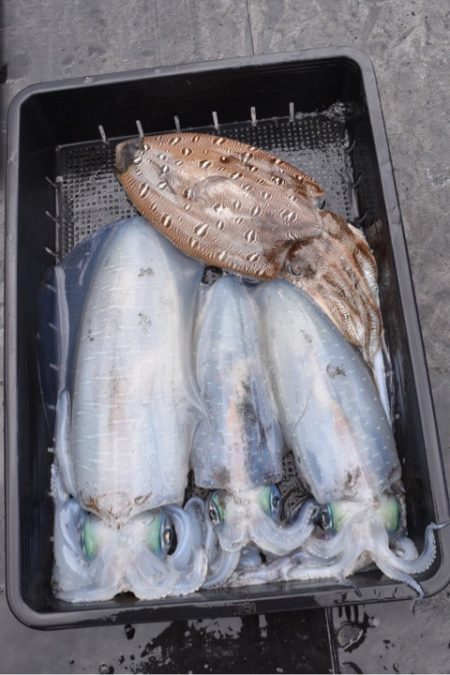 渡船屋たにぐち 釣果