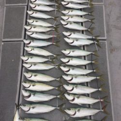 SeaRide(シーライド) 釣果