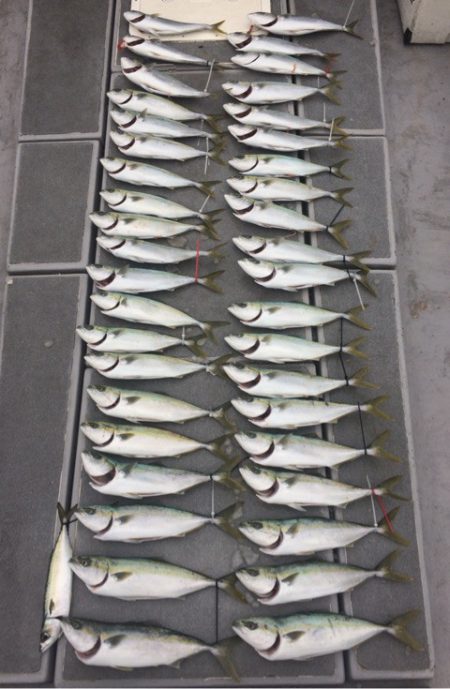 SeaRide(シーライド) 釣果