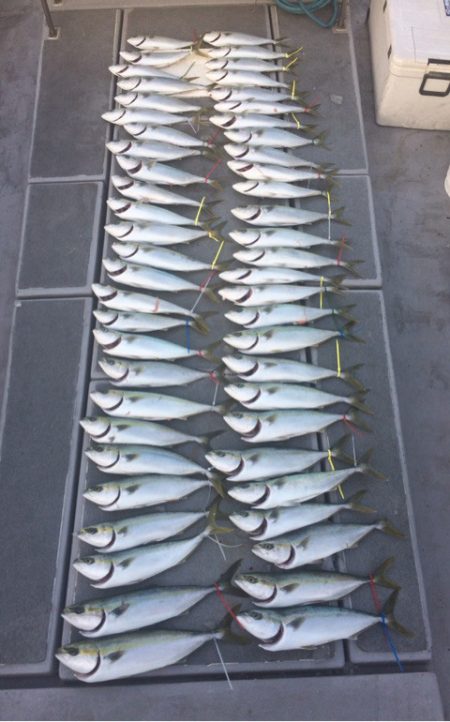 SeaRide(シーライド) 釣果