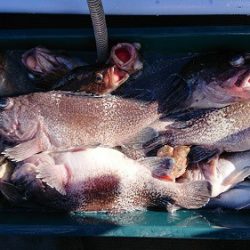 小樽港遊漁船SHAKE 釣果