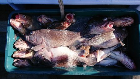 小樽港遊漁船SHAKE 釣果