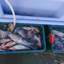 小樽港遊漁船SHAKE 釣果