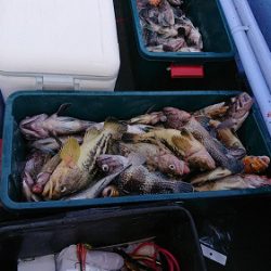 小樽港遊漁船SHAKE 釣果