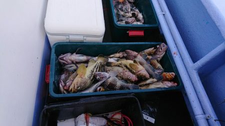 小樽港遊漁船SHAKE 釣果