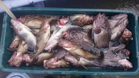 小樽港遊漁船ＳＨＡＫＥ 釣果