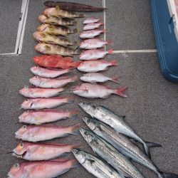 ARCADIAⅡ (アルカディアⅡ) 釣果