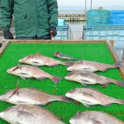 海の釣堀 海恵 釣果