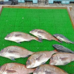 海の釣堀 海恵 釣果
