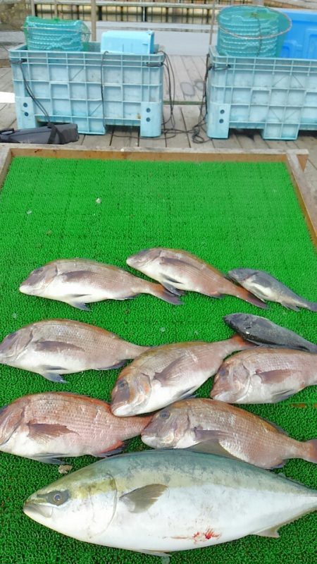海の釣堀 海恵 釣果