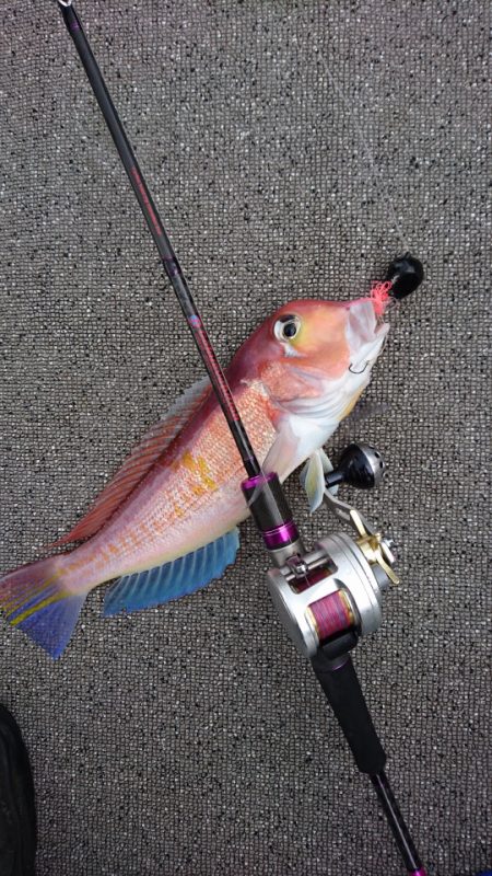 ARCADIAⅡ (アルカディアⅡ) 釣果