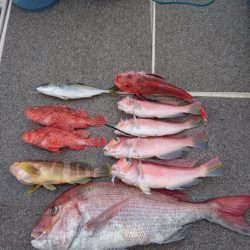 ARCADIAⅡ (アルカディアⅡ) 釣果