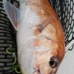 タイラバ遊漁船 ワンピース 釣果