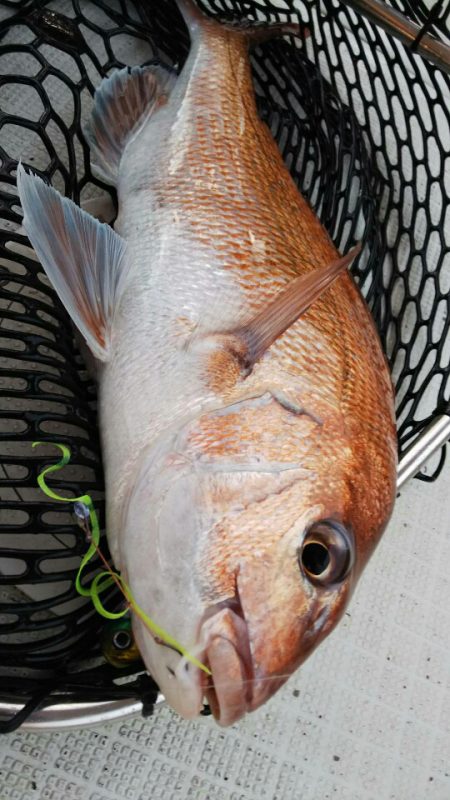 タイラバ遊漁船 ワンピース 釣果