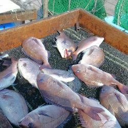 海の釣堀 海恵 釣果