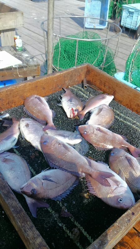 海の釣堀 海恵 釣果