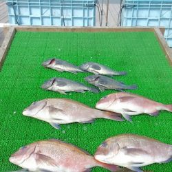 海の釣堀 海恵 釣果