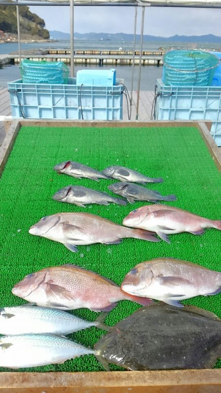 海の釣堀 海恵 釣果