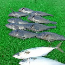 海の釣堀 海恵 釣果