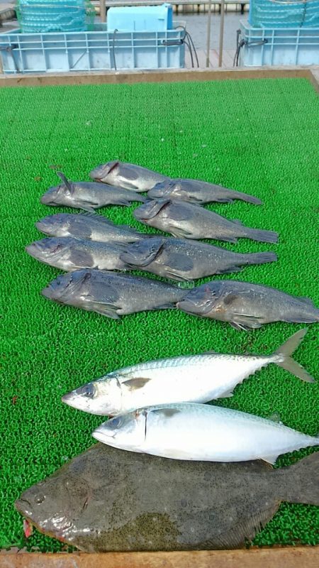 海の釣堀 海恵 釣果