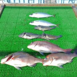 海の釣堀 海恵 釣果