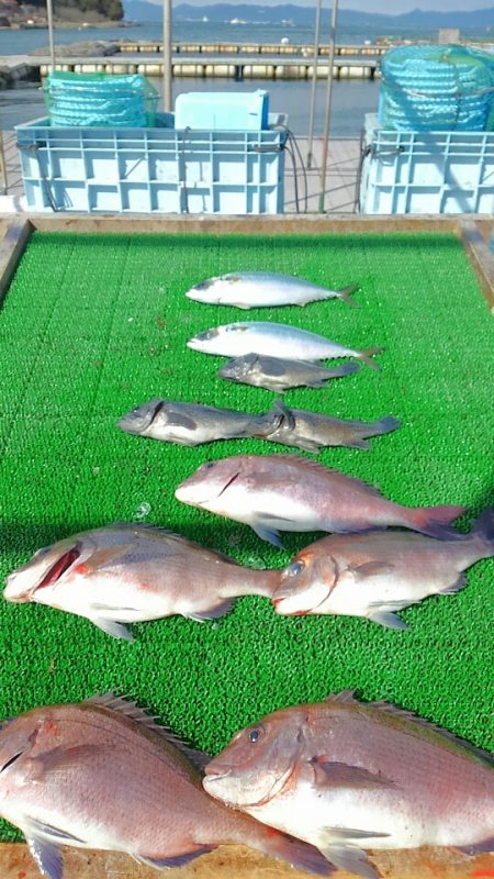 海の釣堀 海恵 釣果