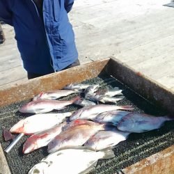 海の釣堀 海恵 釣果