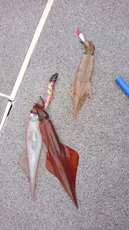 ARCADIAⅡ (アルカディアⅡ) 釣果