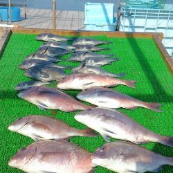 海の釣堀 海恵 釣果