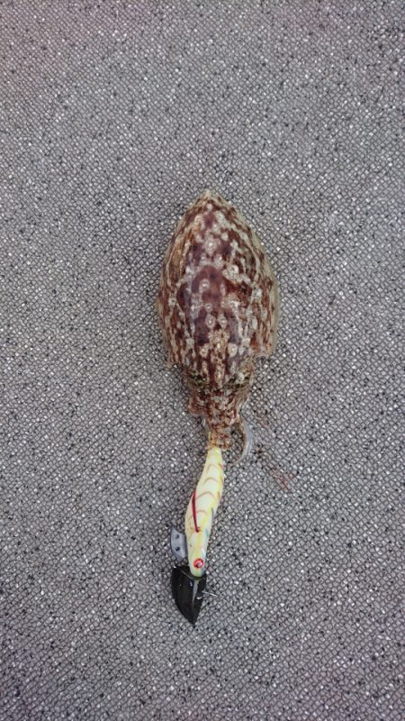 ARCADIAⅡ (アルカディアⅡ) 釣果