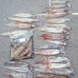 ARCADIAⅡ (アルカディアⅡ) 釣果