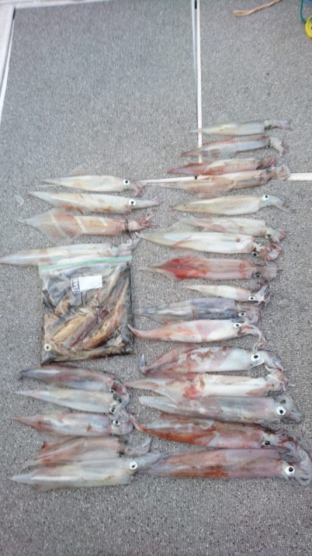 ARCADIAⅡ (アルカディアⅡ) 釣果