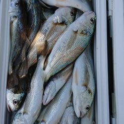 金沢八景鴨下丸 釣果