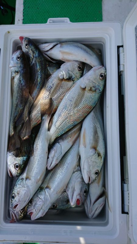 金沢八景鴨下丸 釣果