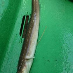 金沢八景鴨下丸 釣果