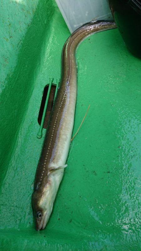 金沢八景鴨下丸 釣果