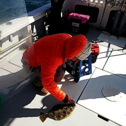 タイラバ遊漁船 ワンピース 釣果